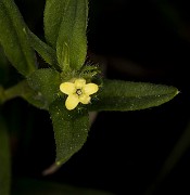 Lithospermum ruderale 18-9306